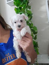 Maltese coreano