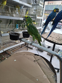 Amazzone fronte blu 5mesi+ trespolo nuovo