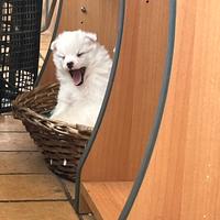 Cuccioli Volpino Italiano Puri