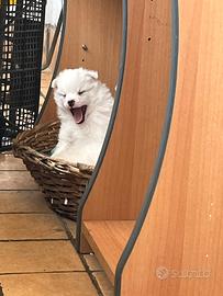 Cuccioli Volpino Italiano Puri