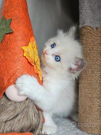 Meravigliosa cucciolata ragdoll con pedigree