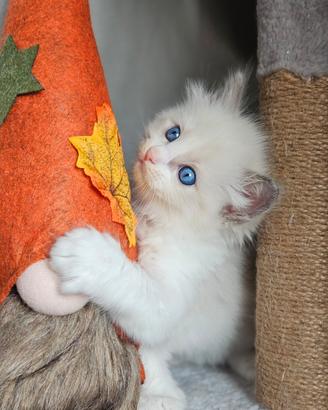 Meravigliosa cucciolata ragdoll con pedigree