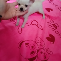 Chihuahua femmine piccole
