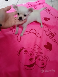 Chihuahua femmine piccole