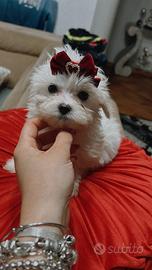 Maltese coreano toy