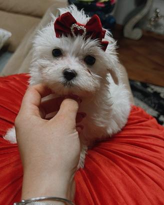 Maltese coreano toy