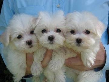 MALTESE & MALTESI CUCCIOLI pag agevolato 12 mesi