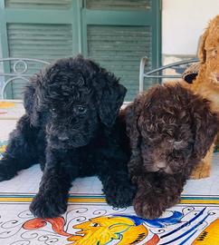 Cuccioli di barboncino toy