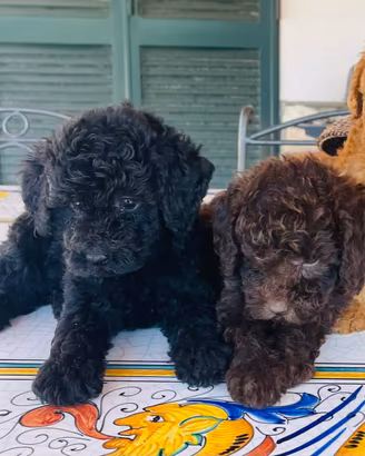 Cuccioli di barboncino toy