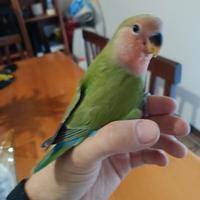 Inseparabili giovani rosecolins allevato a mano