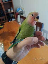 Inseparabili giovani rosecolins allevato a mano