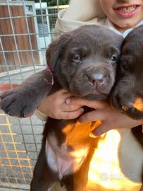 Labrador maschi marroni con pedigree