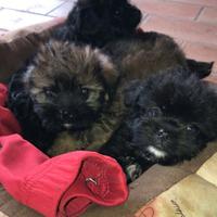 Cuccioli di maltese mix volpino