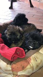 Cuccioli di maltese mix volpino