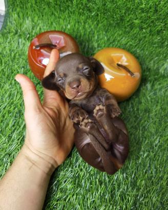 BASSOTTO cuccioli CHOCOLATE maschio femminuccia