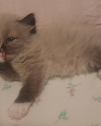 Gatti origine da Siberiani certif nuova cucciolata