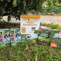 semi per tappeto erboso