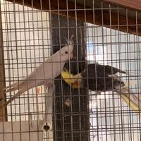 Calopsite coppia riproduttiva