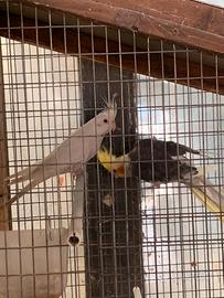 Calopsite coppia riproduttiva