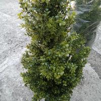 2 piante artificiali di bosso nuove