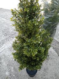 2 piante artificiali di bosso nuove