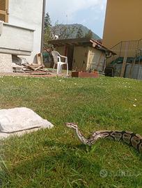 Pitone reale molto docile