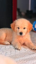 Golden Retriever, qualità e selezione
