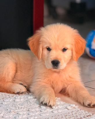 Golden Retriever, qualità e selezione