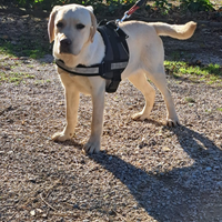 Labrador con Pedigree enci