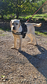 Labrador con Pedigree enci