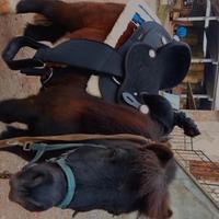 Sella pony