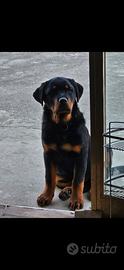 Rottweiler