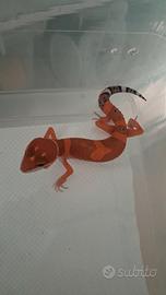 Geco leopardino inferno blood