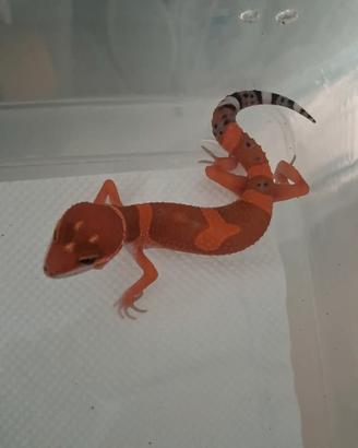 Geco leopardino inferno blood
