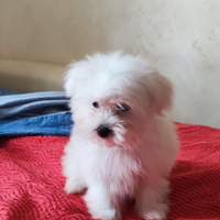 Cuccioli Maltese Toy Europeo 60 gg
