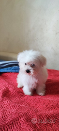 Cuccioli Maltese Toy Europeo 60 gg