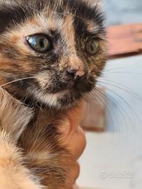 Gattina nata in casa