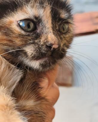 Gattina nata in casa