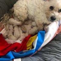 Cucciolata di Maltesi