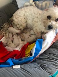 Cucciolata di Maltesi