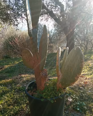 Cactus in vaso