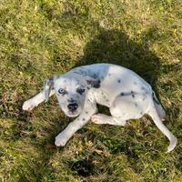 Dalmata in adozione