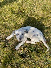 Dalmata in adozione