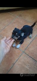 Chihuahua femmina pura e sana