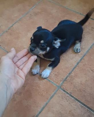 Chihuahua femmina pura e sana
