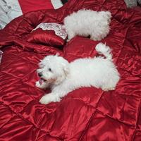 Bishon ha 2 amni in agosto