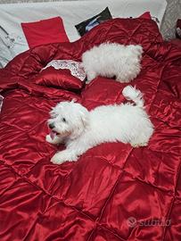 Bishon ha 2 amni in agosto