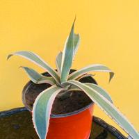 Pianta di Agave