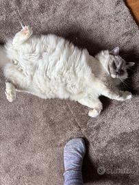 Gattino Ragdoll blue point con pedigree