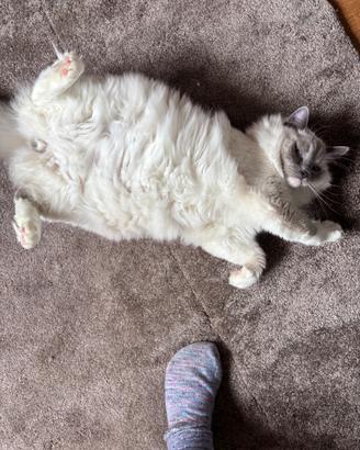 Gattino Ragdoll blue point con pedigree